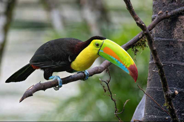 Tukan Costa Rica