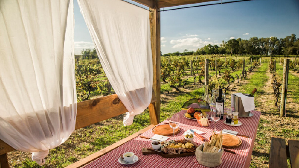 Das Bild zeigt ein romantisches Picknick inmitten der Weinreben in Carmelo. ()