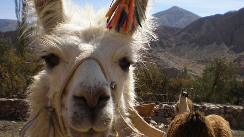 Lama ()