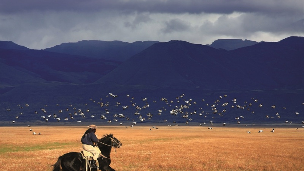 Gaucho in der argentinischen Steppe ()