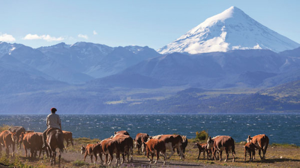 Ein Gaucho treibt seine Rinderherde durch die patagonische Steppe ()