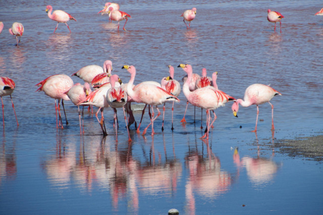 Pinke Flamingos