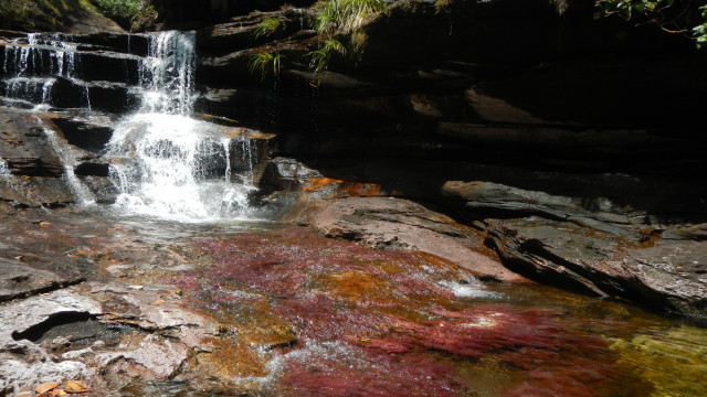 <strong>Kolumbien</strong>- Cao Cristales - Fluss der 7 Farben