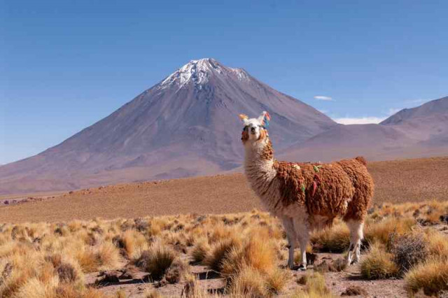 Lama im Hochland Bolivien