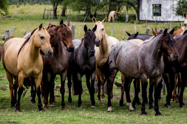 Pferdeherde Estancia Santa Modesta