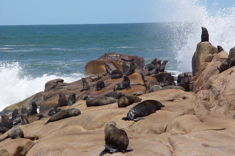 Robben bei Cabo Polonio